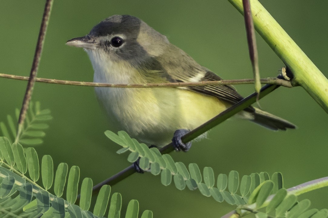 Bell's Vireo (Eastern) - ML645610124