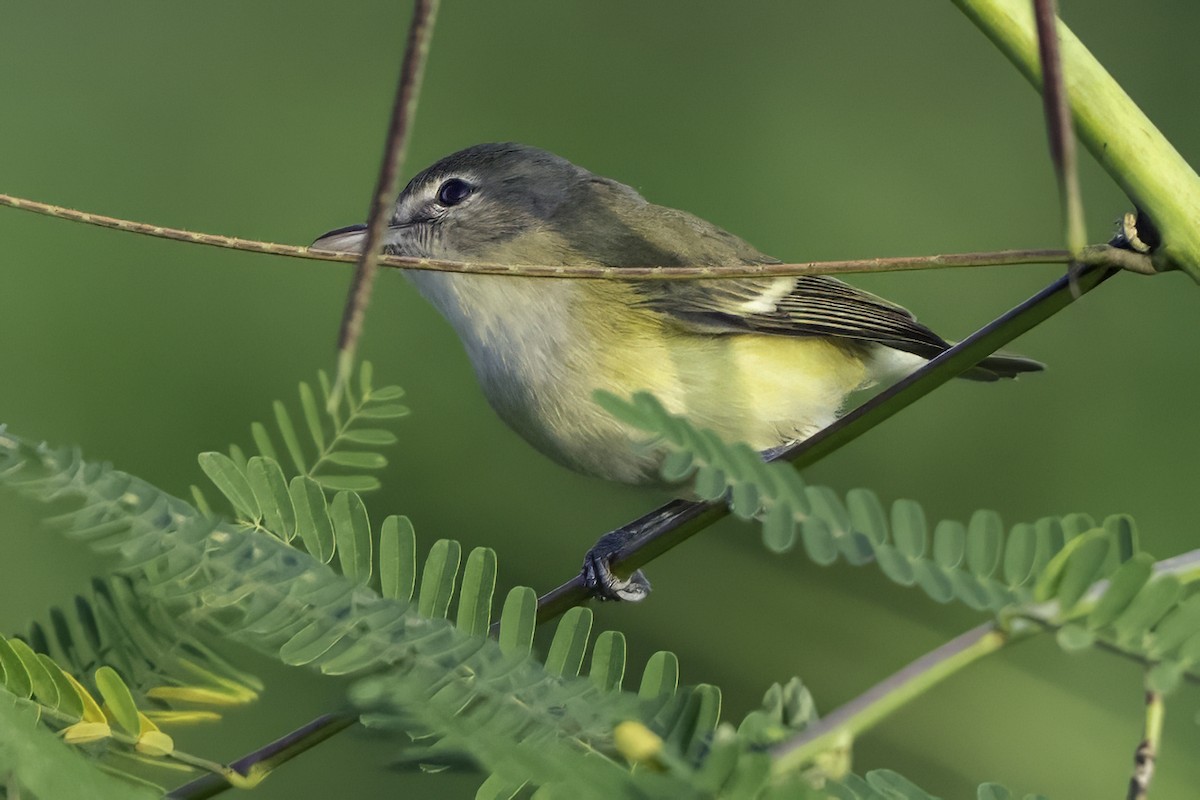 Bell's Vireo (Eastern) - ML645610125