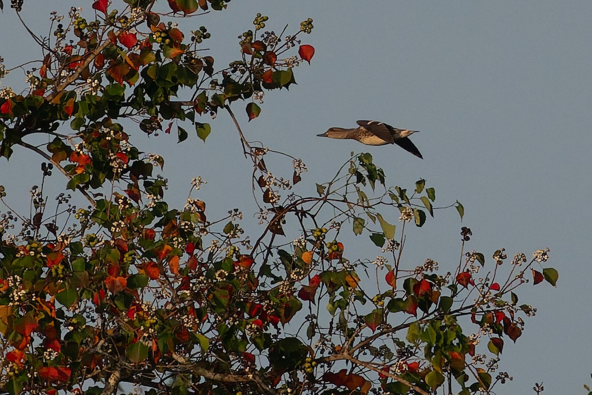 Green-winged Teal - ML645610126