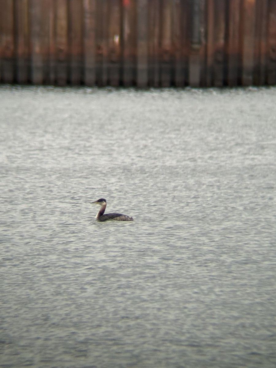 Пірникоза сірощока - ML645610128