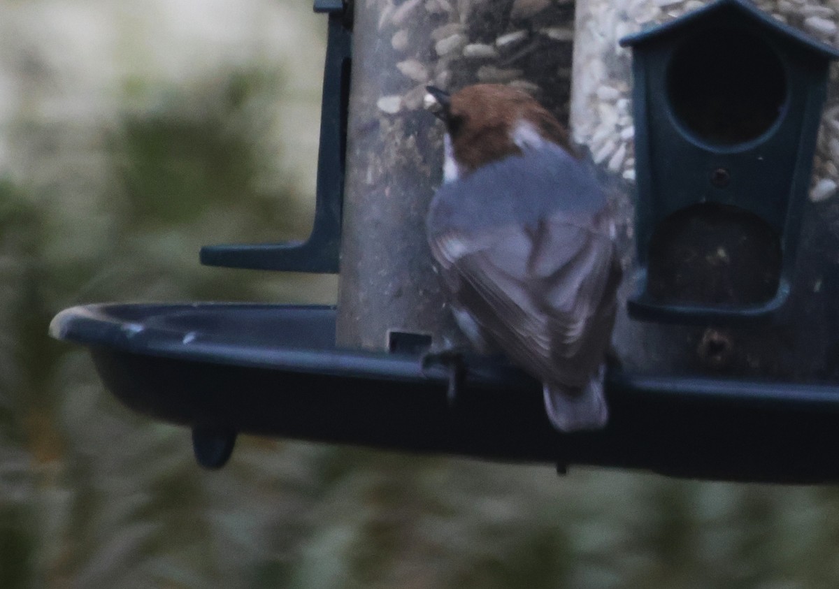 Sittelle à tête brune - ML645610132