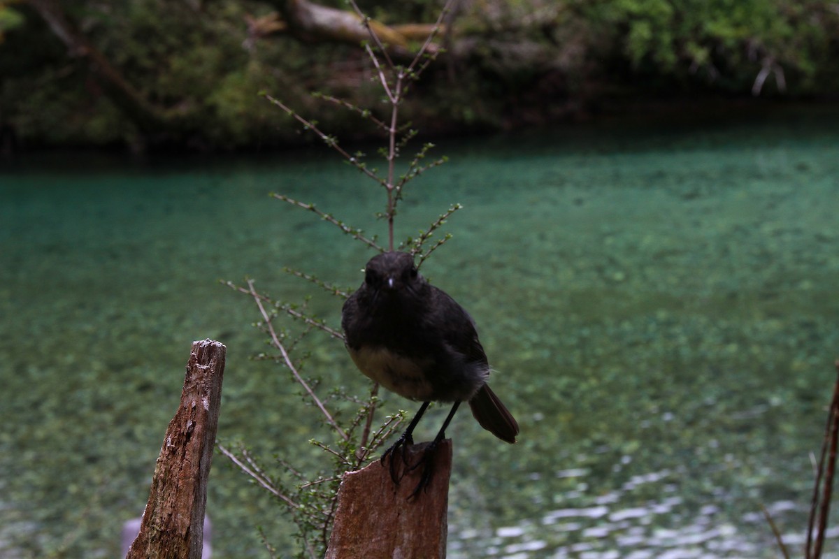 South Island Robin - ML645610133