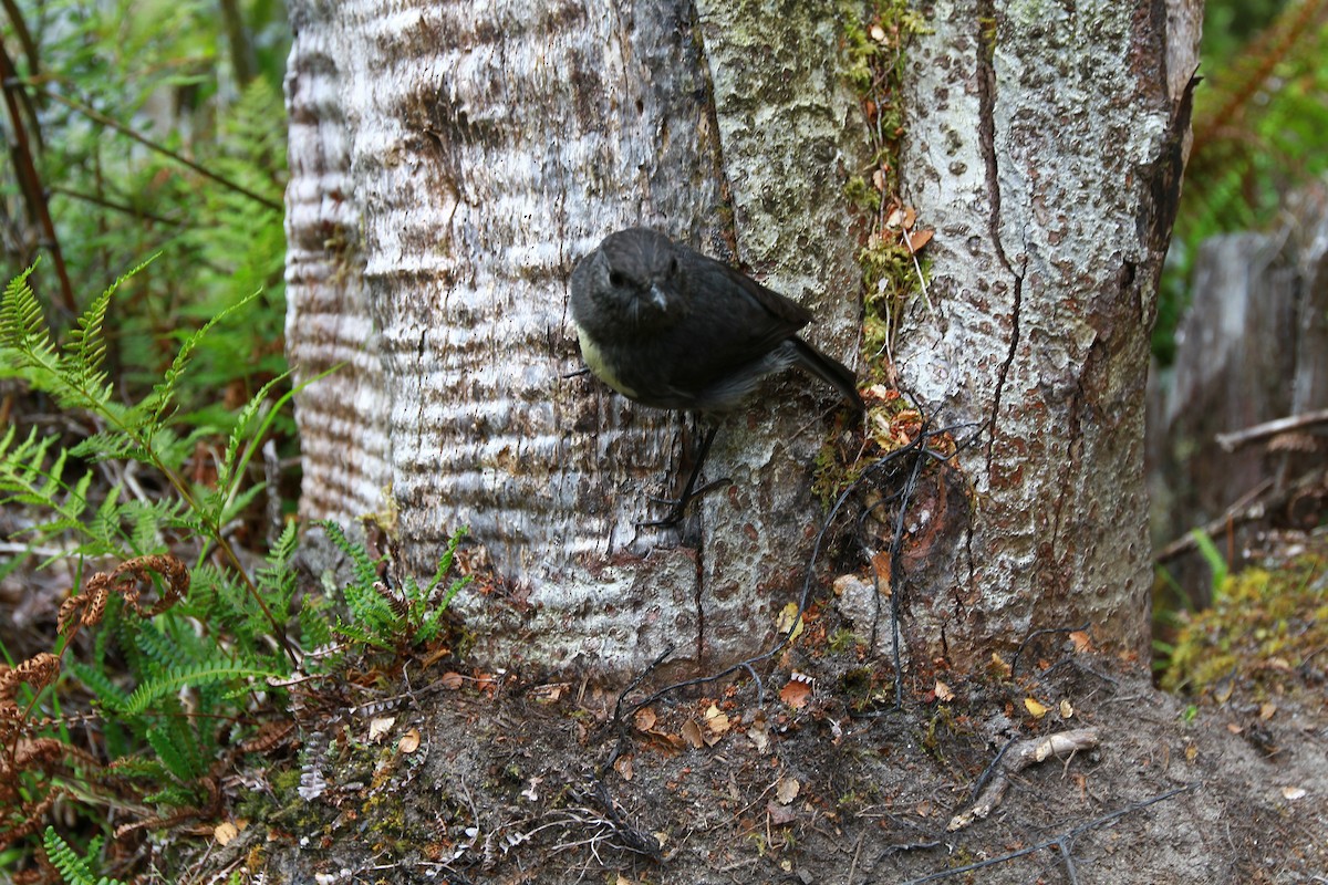 South Island Robin - ML645610135