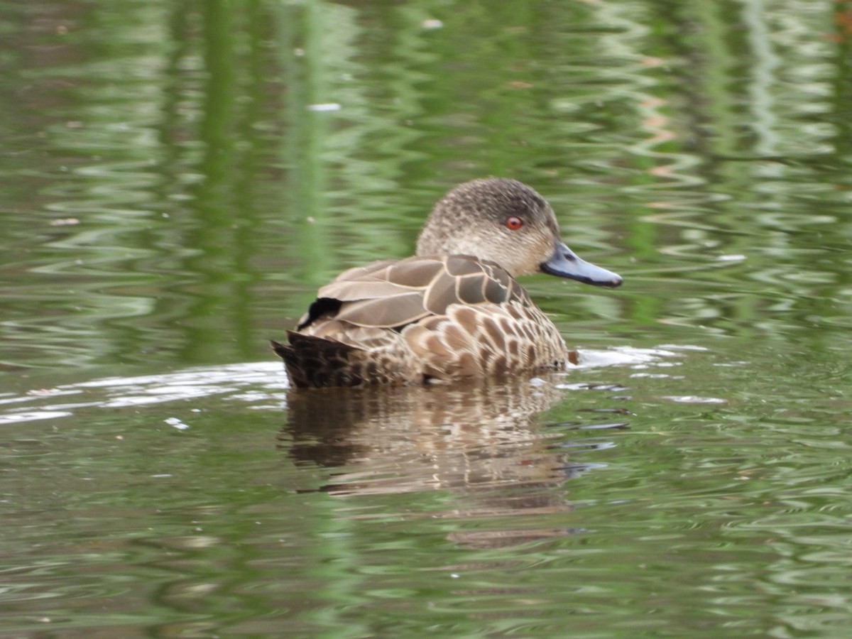 čírka bělohrdlá - ML645610139