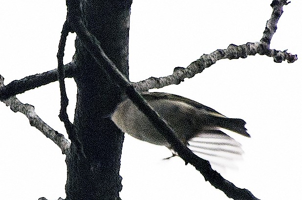 králíček zlatohlavý - ML645610171