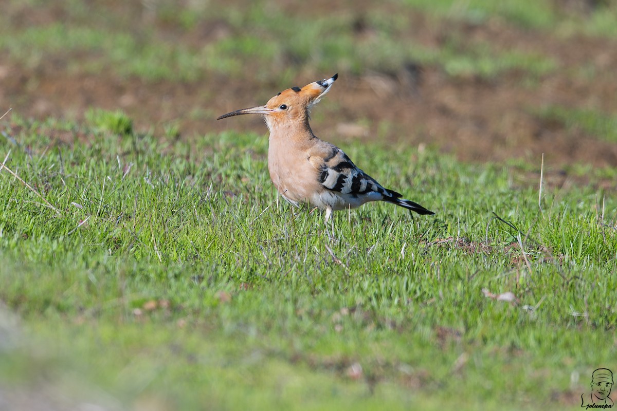 Common Hoopoe - ML645610175