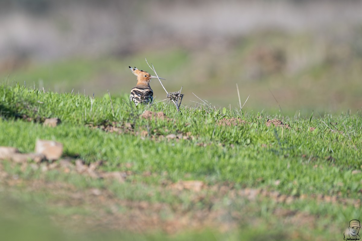 Common Hoopoe - ML645610176
