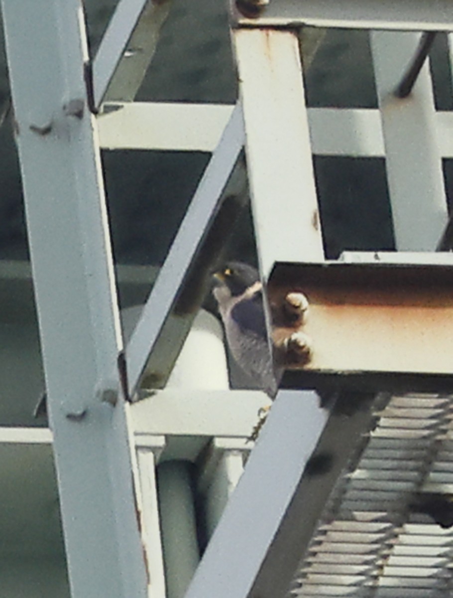 Belatz handia - ML645610186