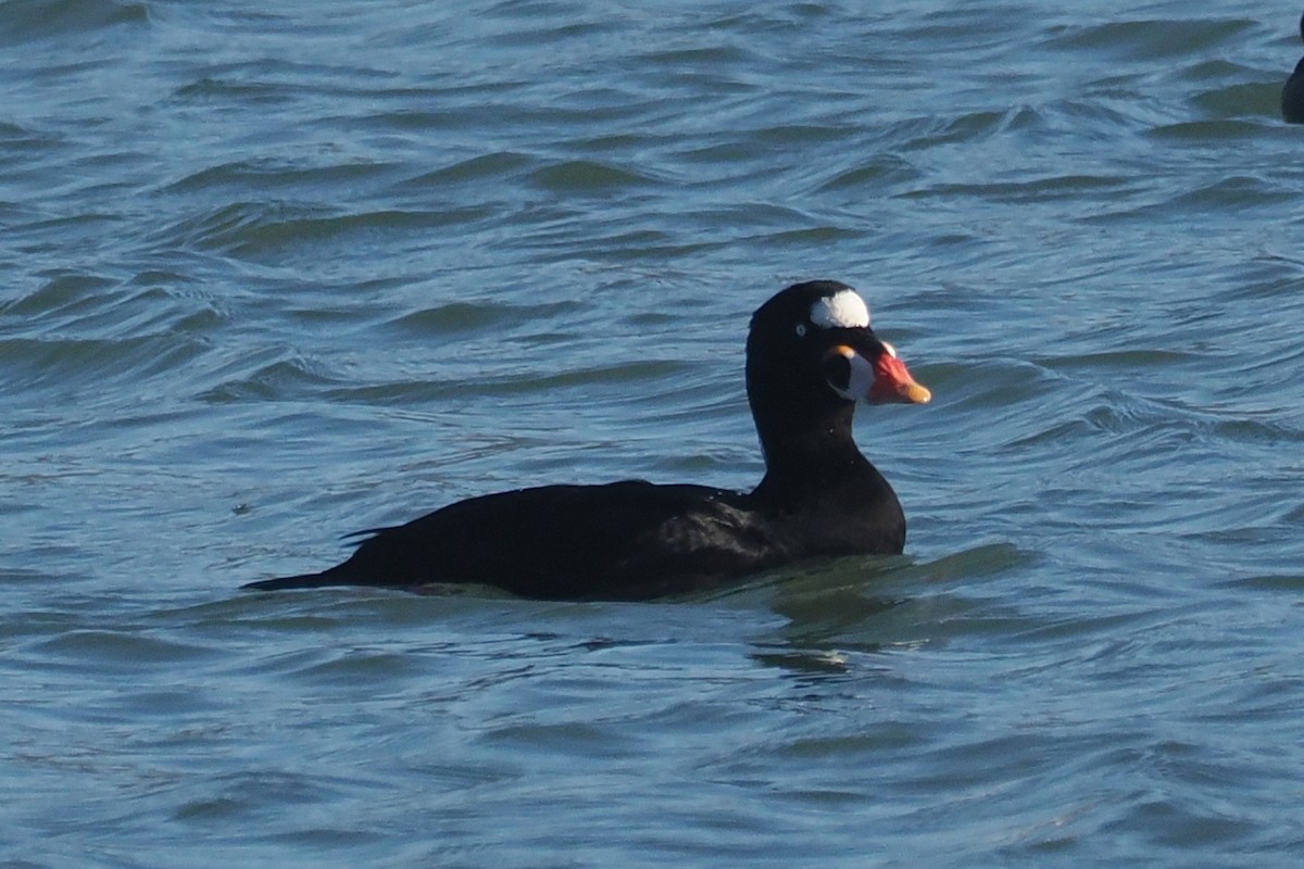 Surf Scoter - ML645610188