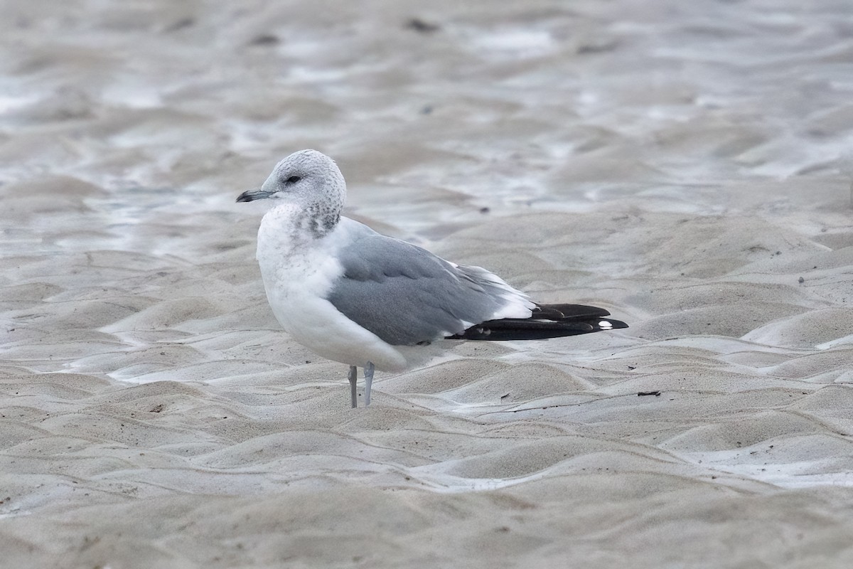 Common Gull - ML645610189