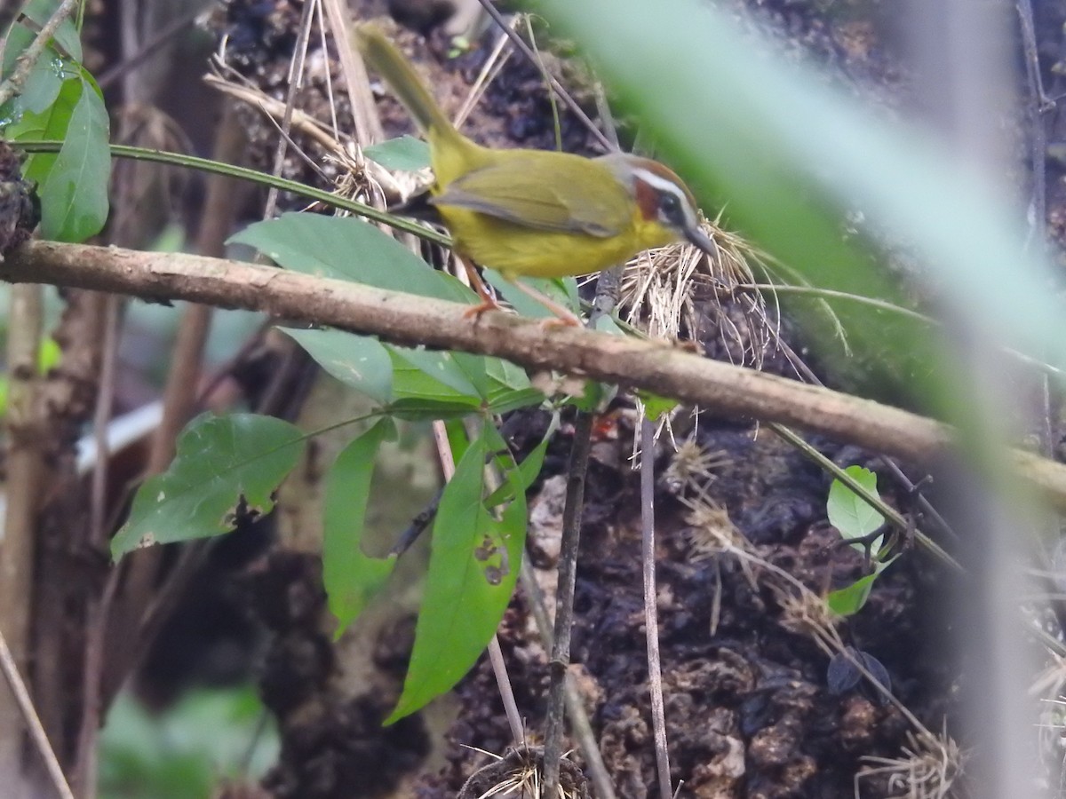 Chestnut-capped Warbler - ML645610191