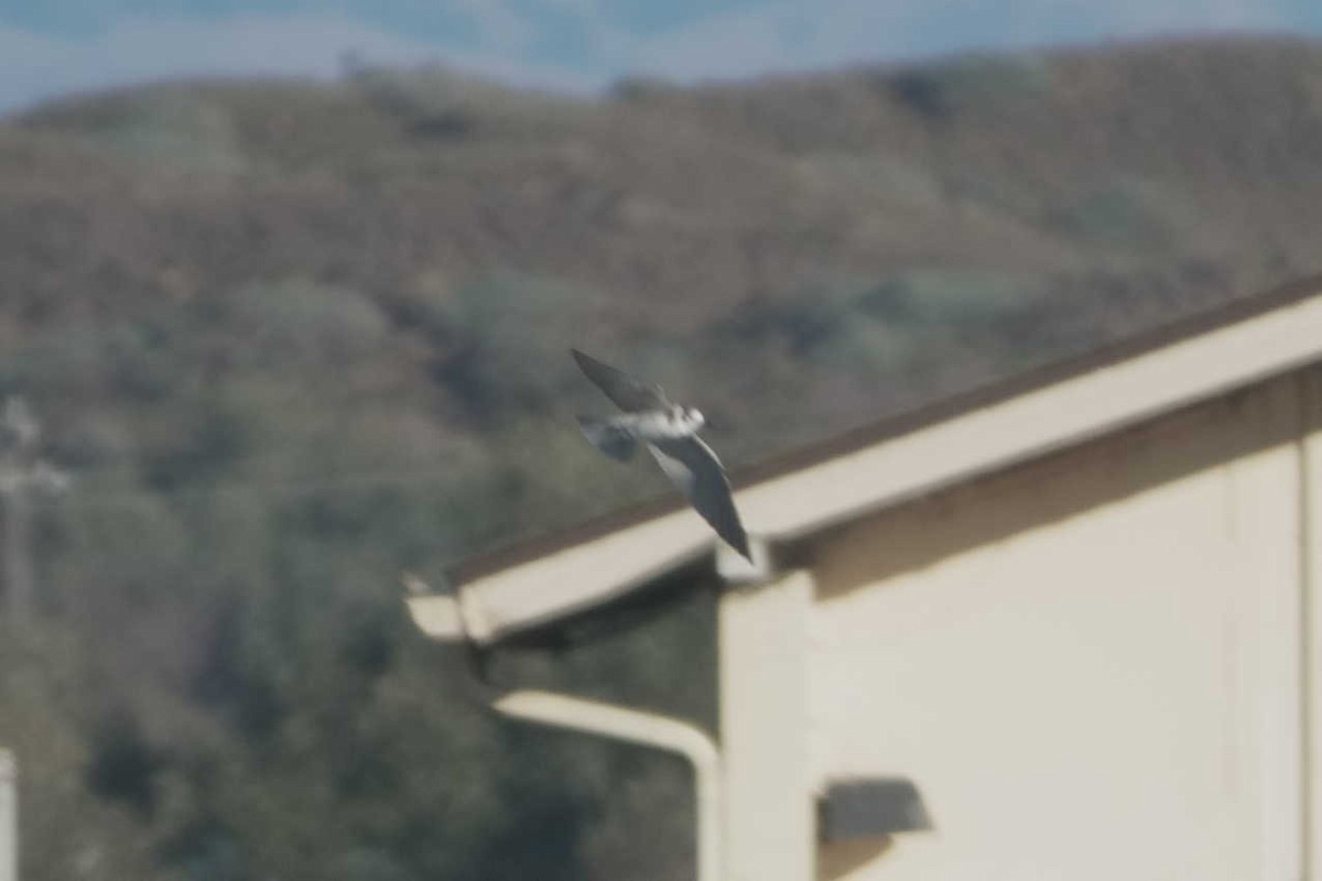 Black Tern - ML645610192