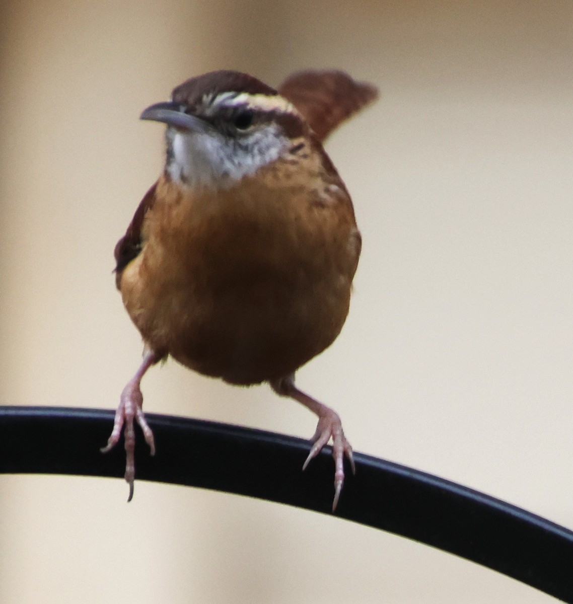 Carolina Wren - ML645610193