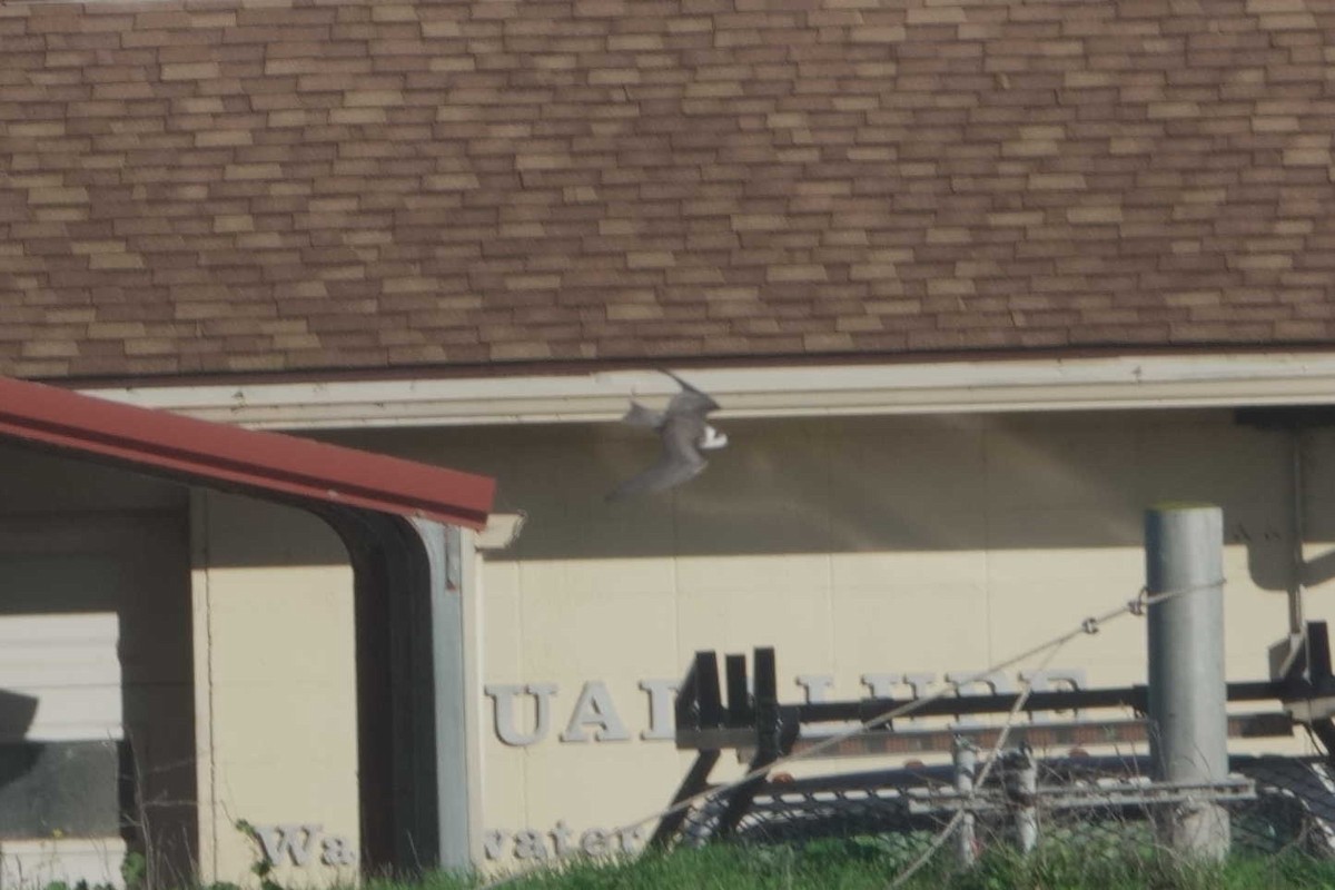 Black Tern - ML645610195