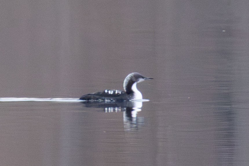 Pacific Loon - ML645610196