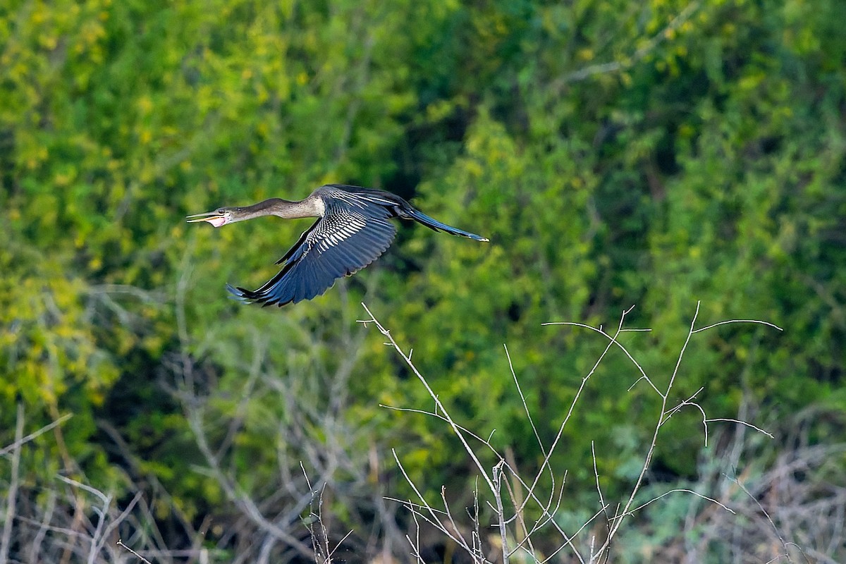 Anhinga - ML645610197