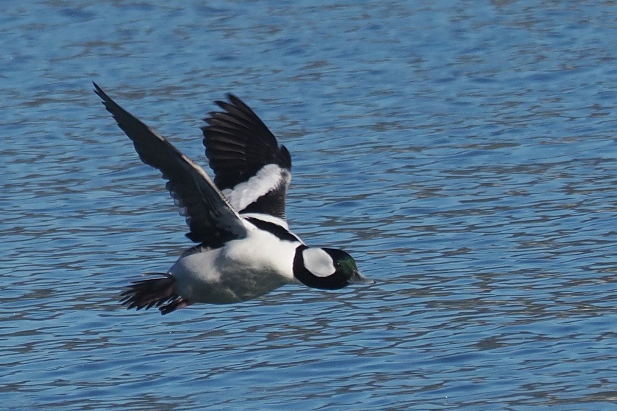 Bufflehead - ML645610198
