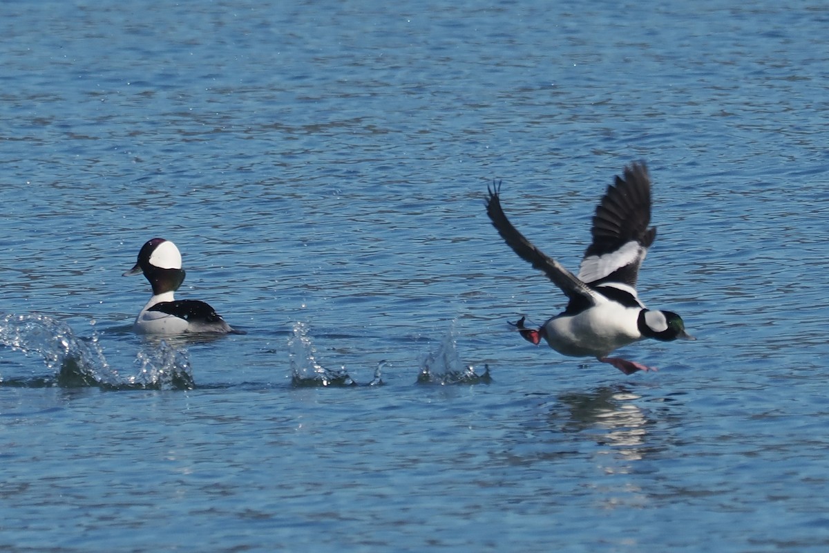 Bufflehead - ML645610199