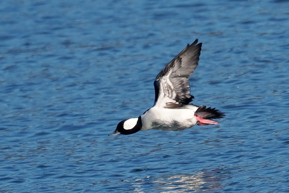 Bufflehead - ML645610200