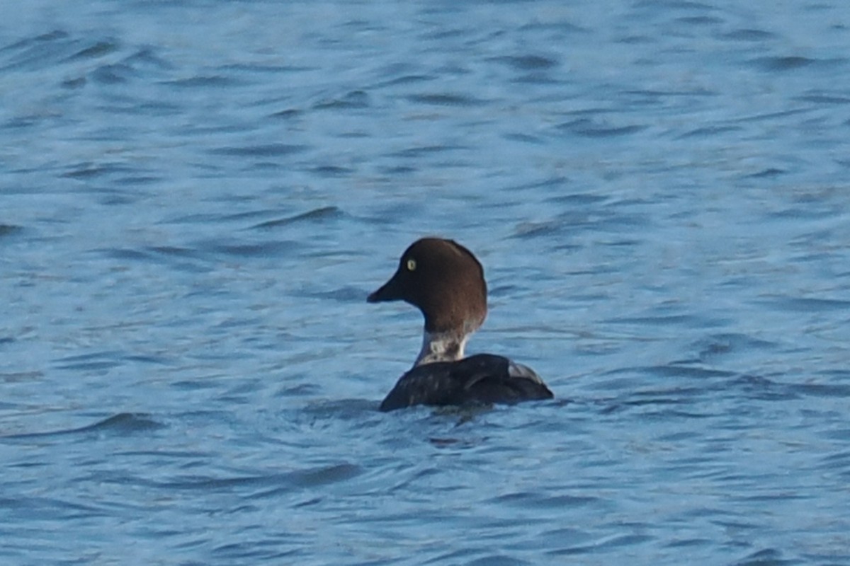 Common Goldeneye - ML645610201