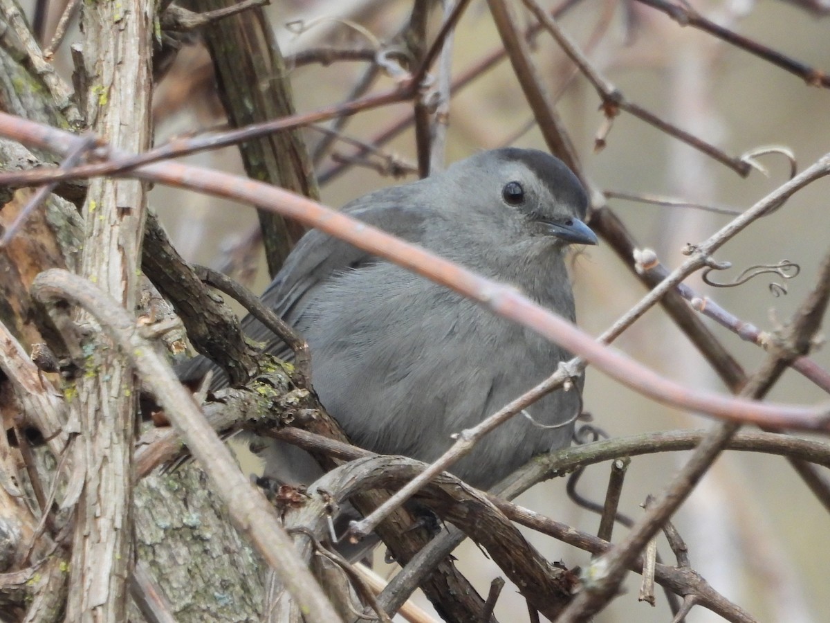 Gray Catbird - ML645610204