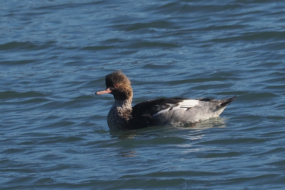 Red-breasted Merganser - ML645610207