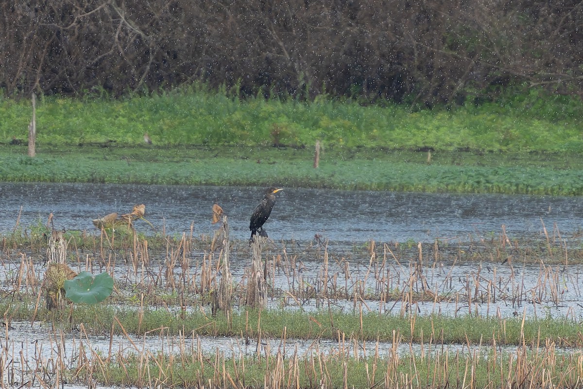 Double-crested Cormorant - ML645610209