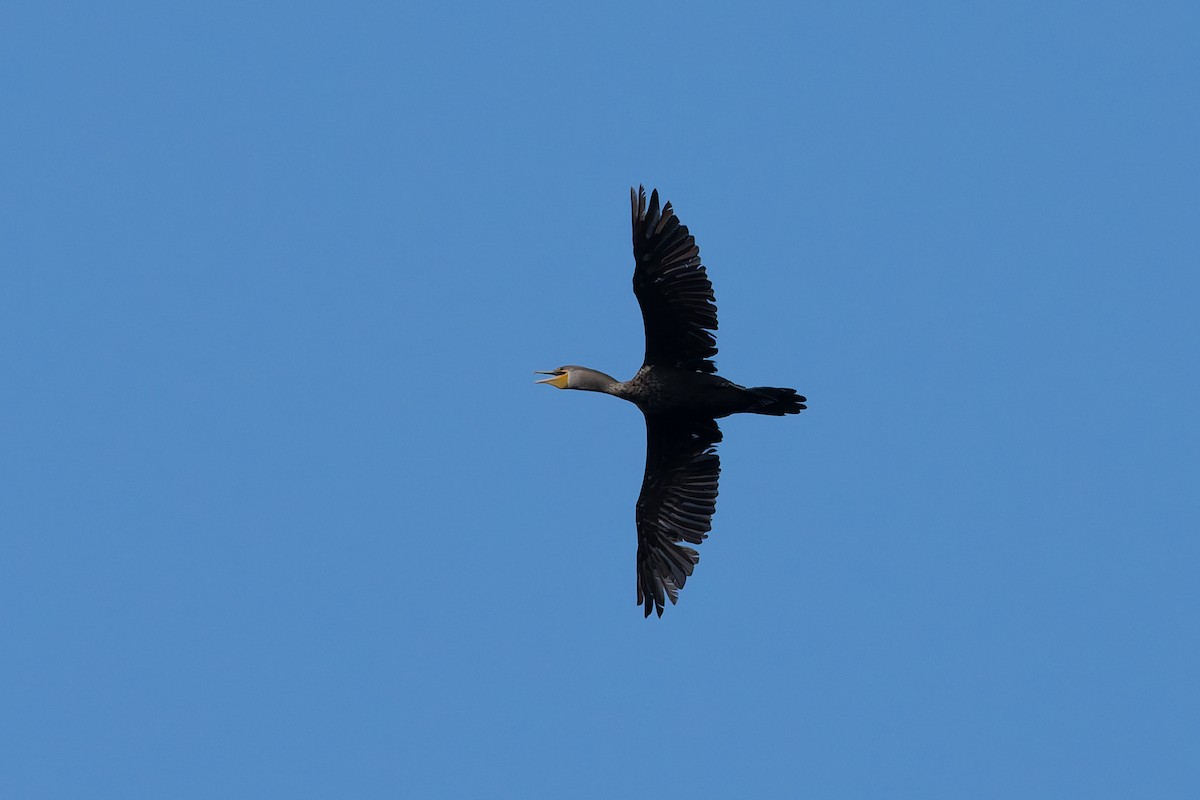 Double-crested Cormorant - ML645610210