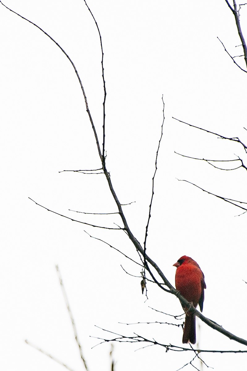 Northern Cardinal - ML645610211