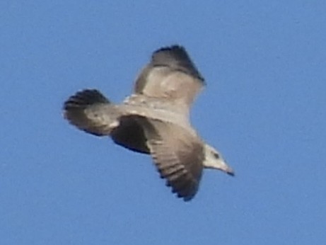 American Herring Gull - ML645610217