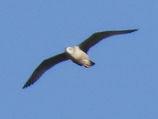 American Herring Gull - ML645610218