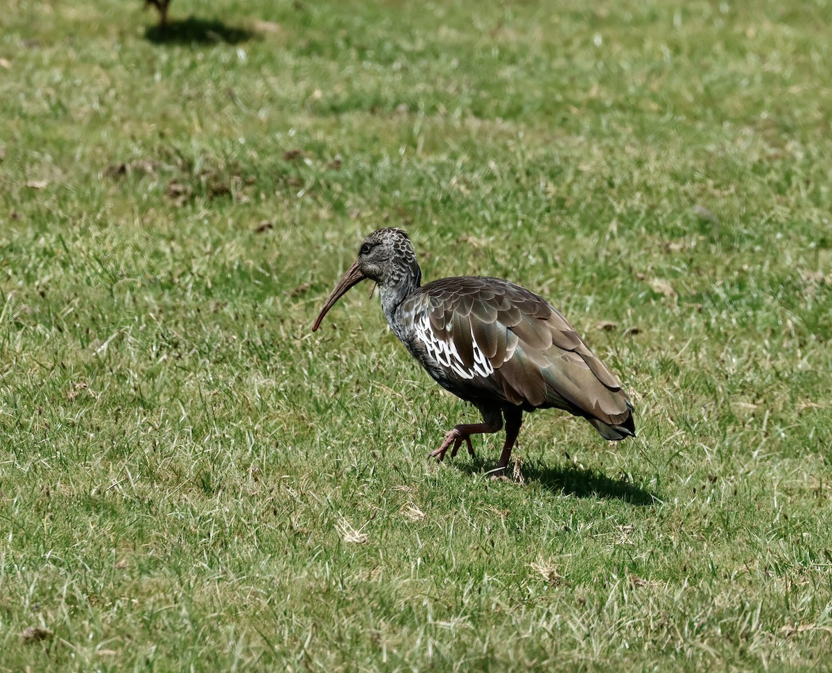 Wattled Ibis - ML645610219