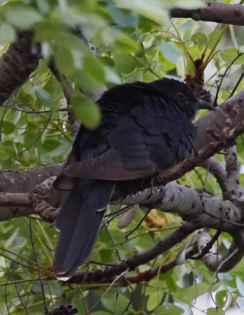 Black Cuckoo - ML645610221