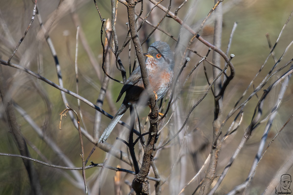 Dartford Warbler - ML645610222