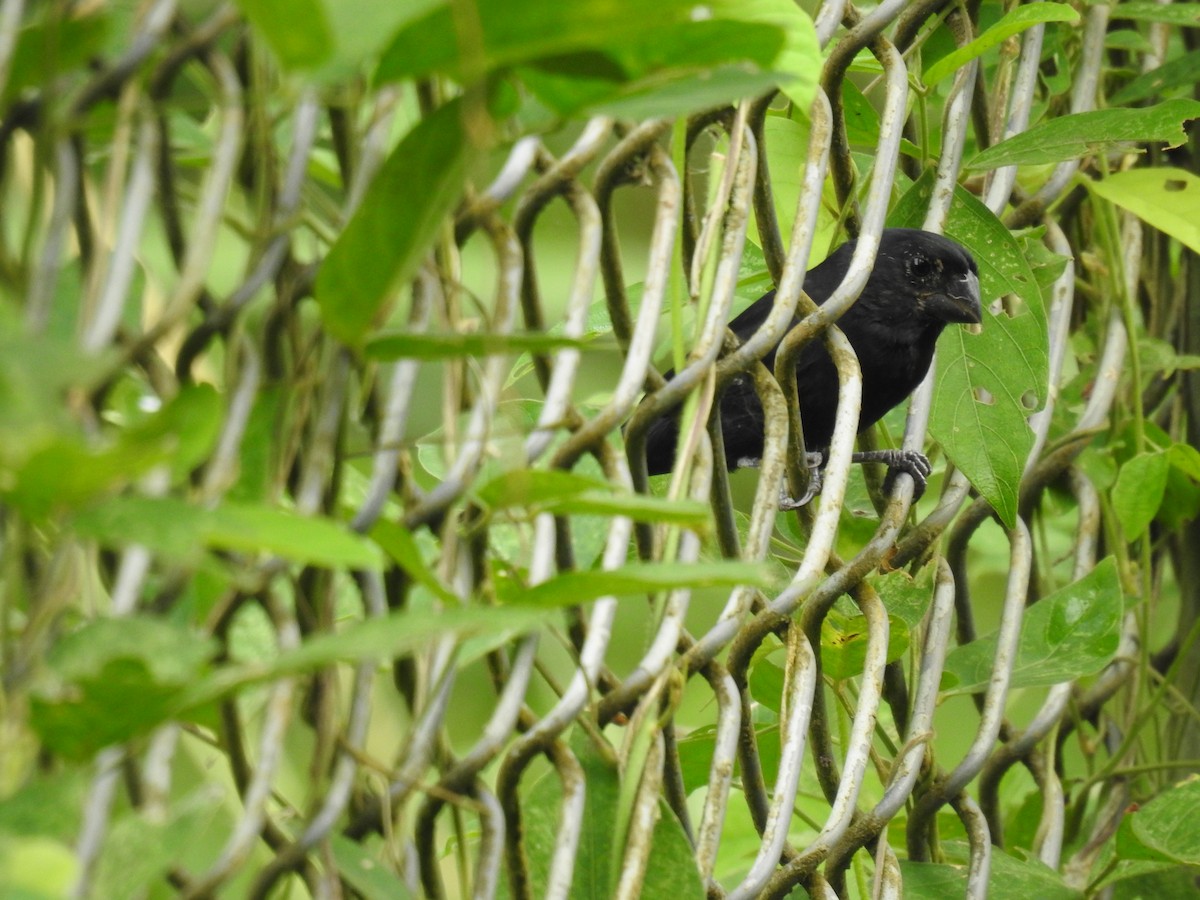 Thick-billed Seed-Finch - ML645610225