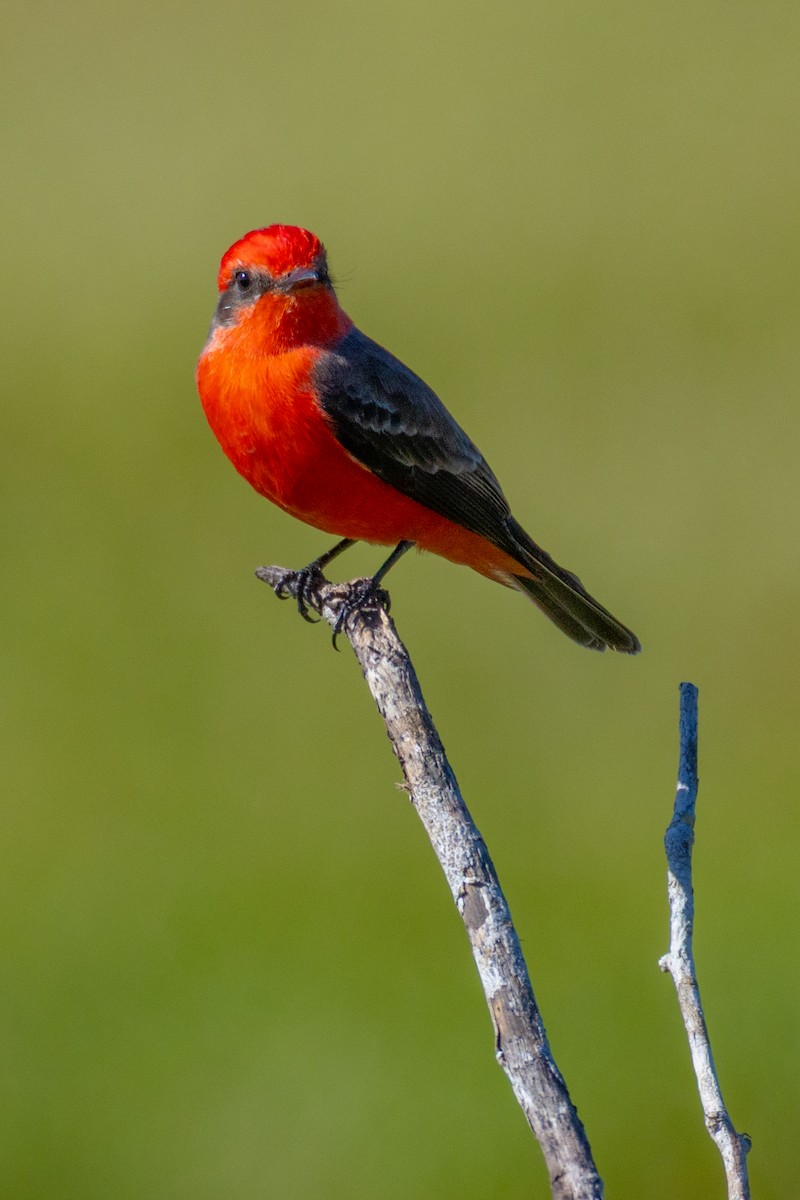 Vermilion Flycatcher (Northern) - ML645610227