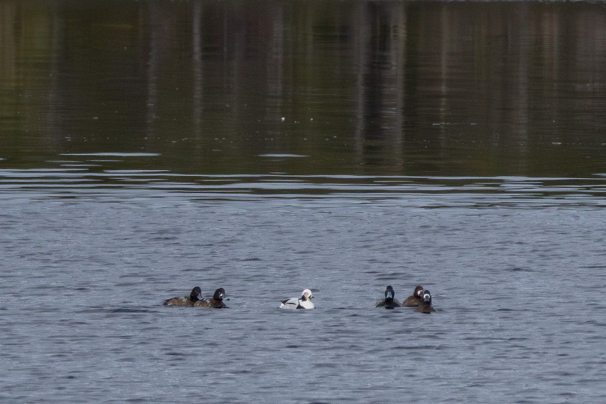 Greater Scaup - ML645610229