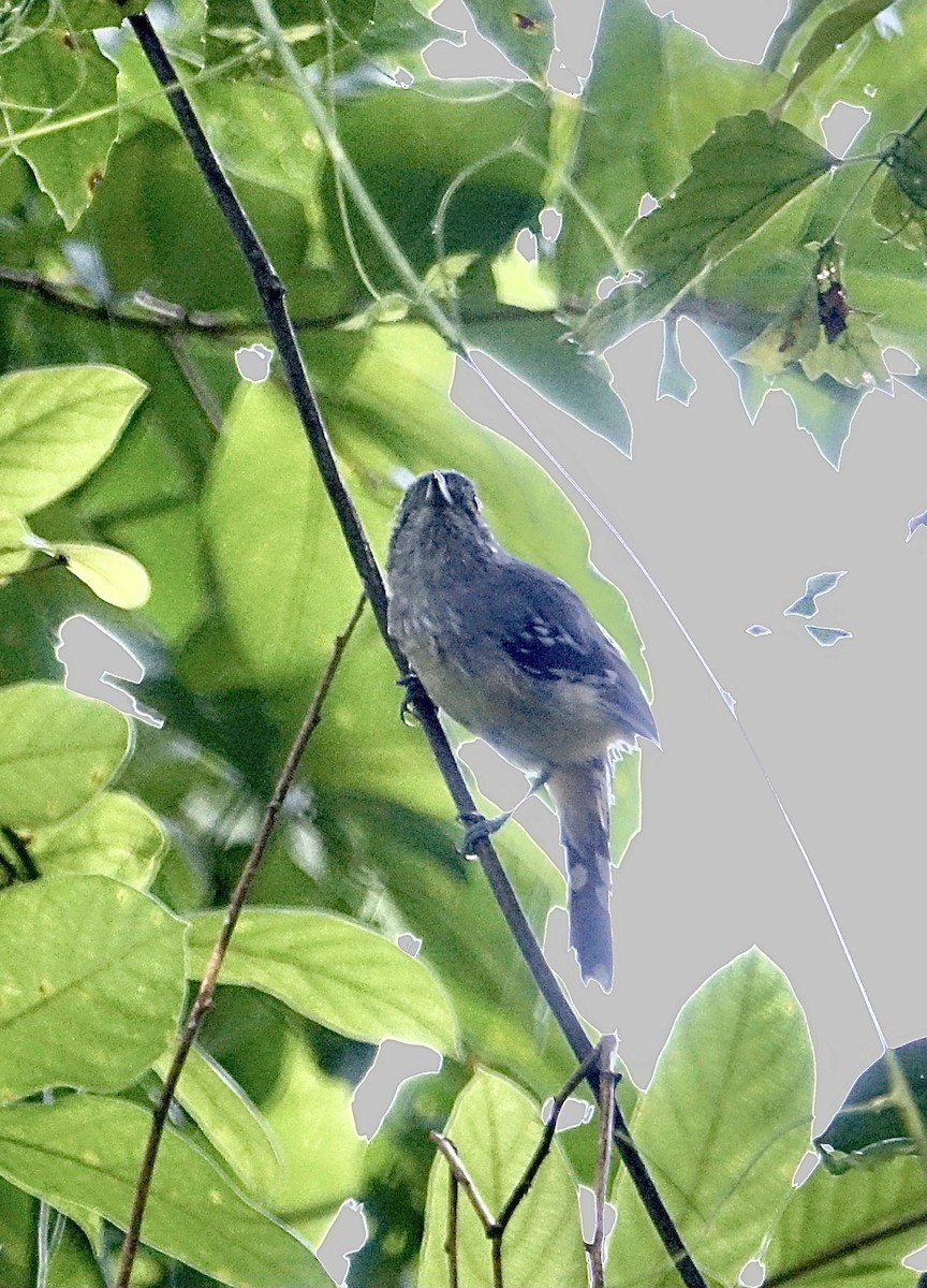 Variable Antshrike - ML645610233