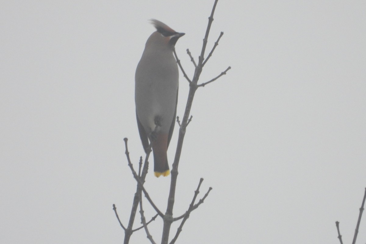 Bohemian Waxwing - ML645610234