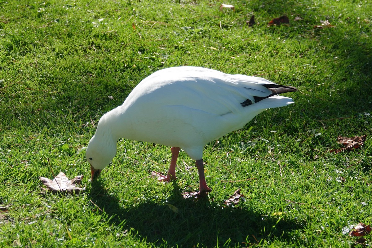 Snow Goose - ML645610236