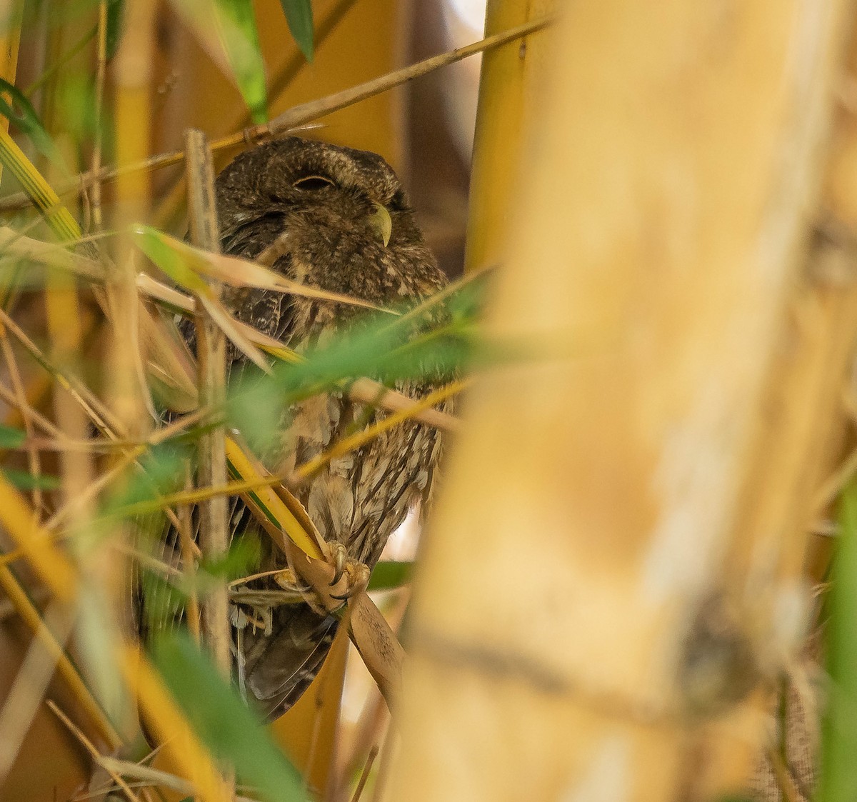 Mottled Owl - ML645610240