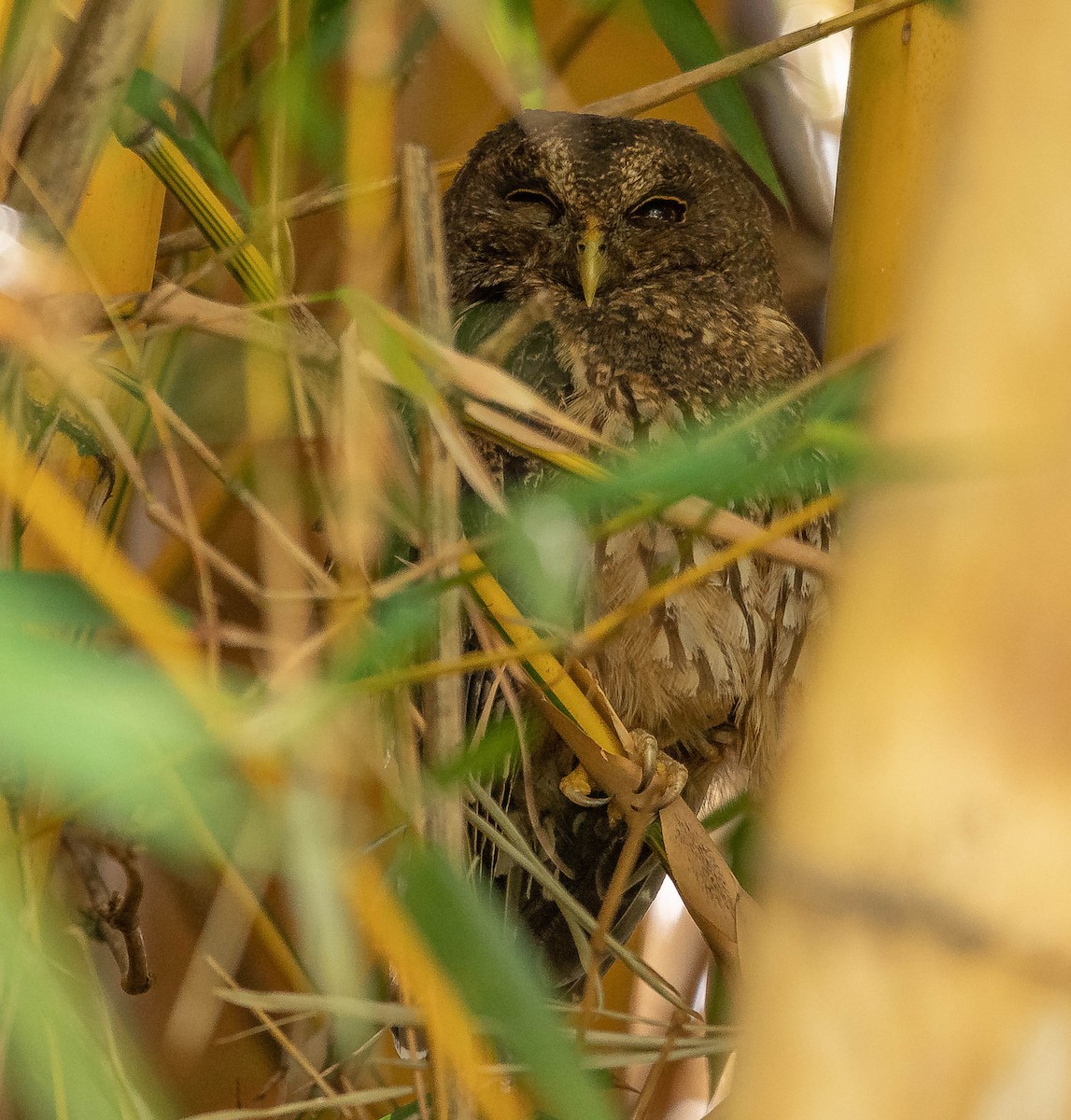 Mottled Owl - ML645610242