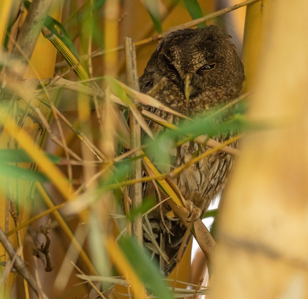 Mottled Owl - ML645610243