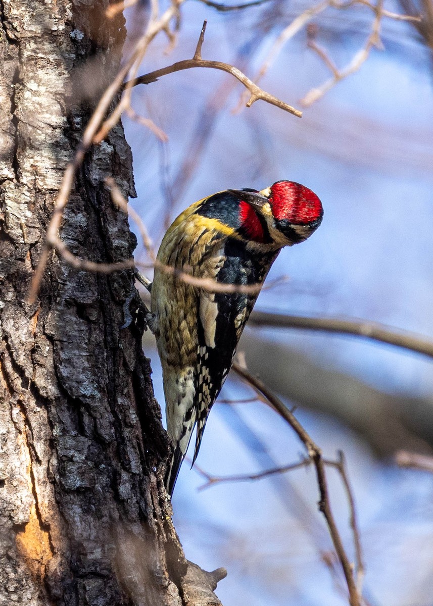 シルスイキツツキ - ML645610244