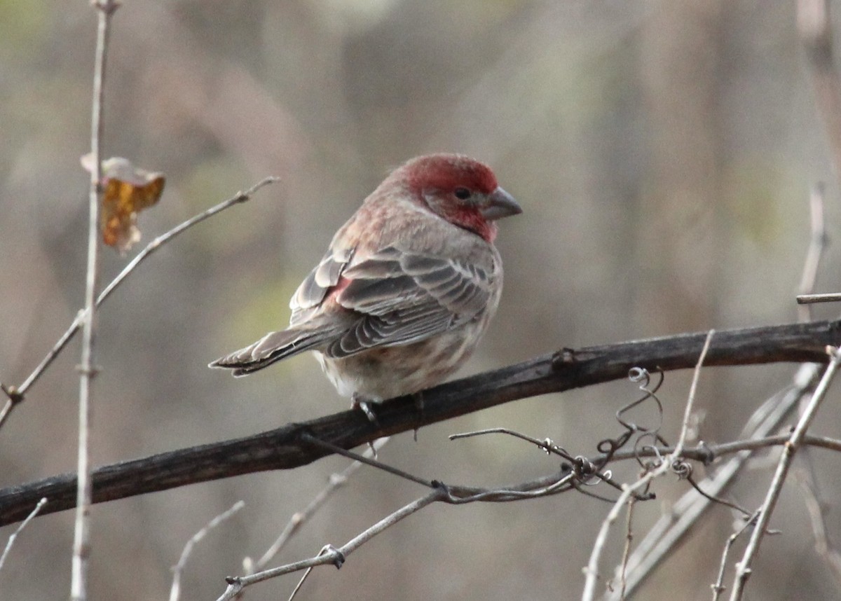 House Finch - ML645610247