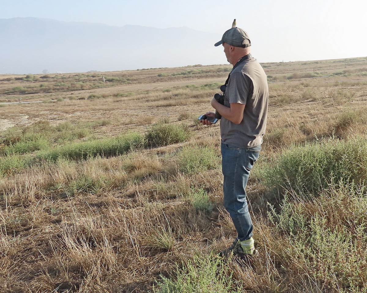 Lawrence's Goldfinch - ML645610248