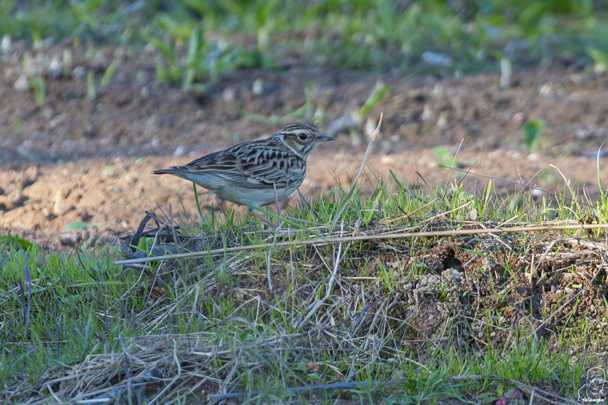 Wood Lark - ML645610252