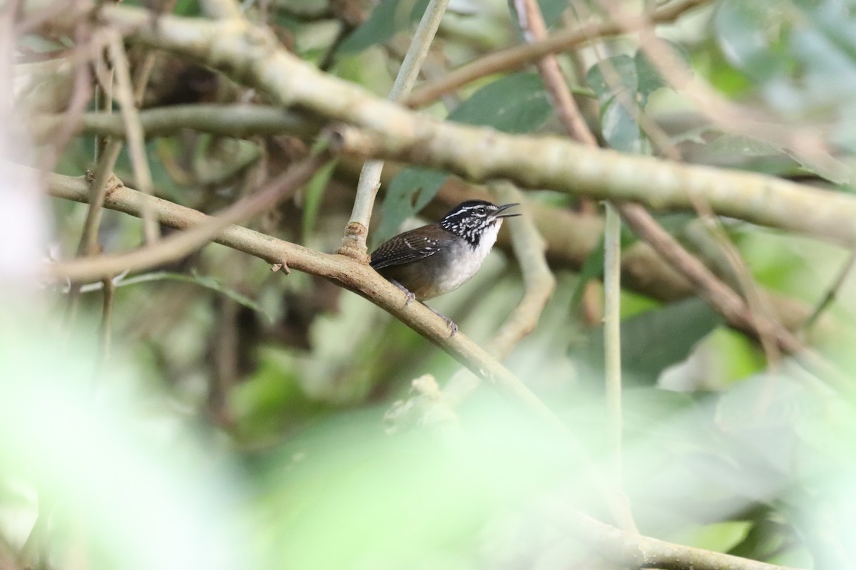 Cucarachero Pechiblanco - ML645610254