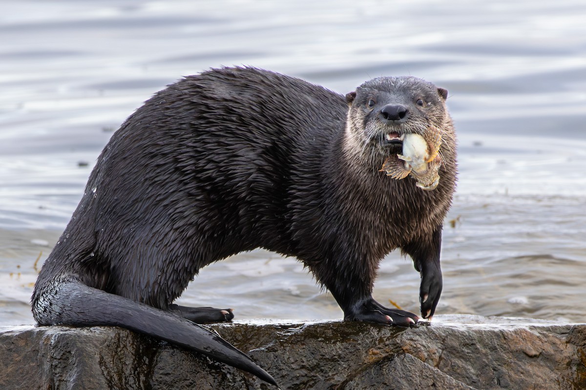 North American River Otter - ML645610255