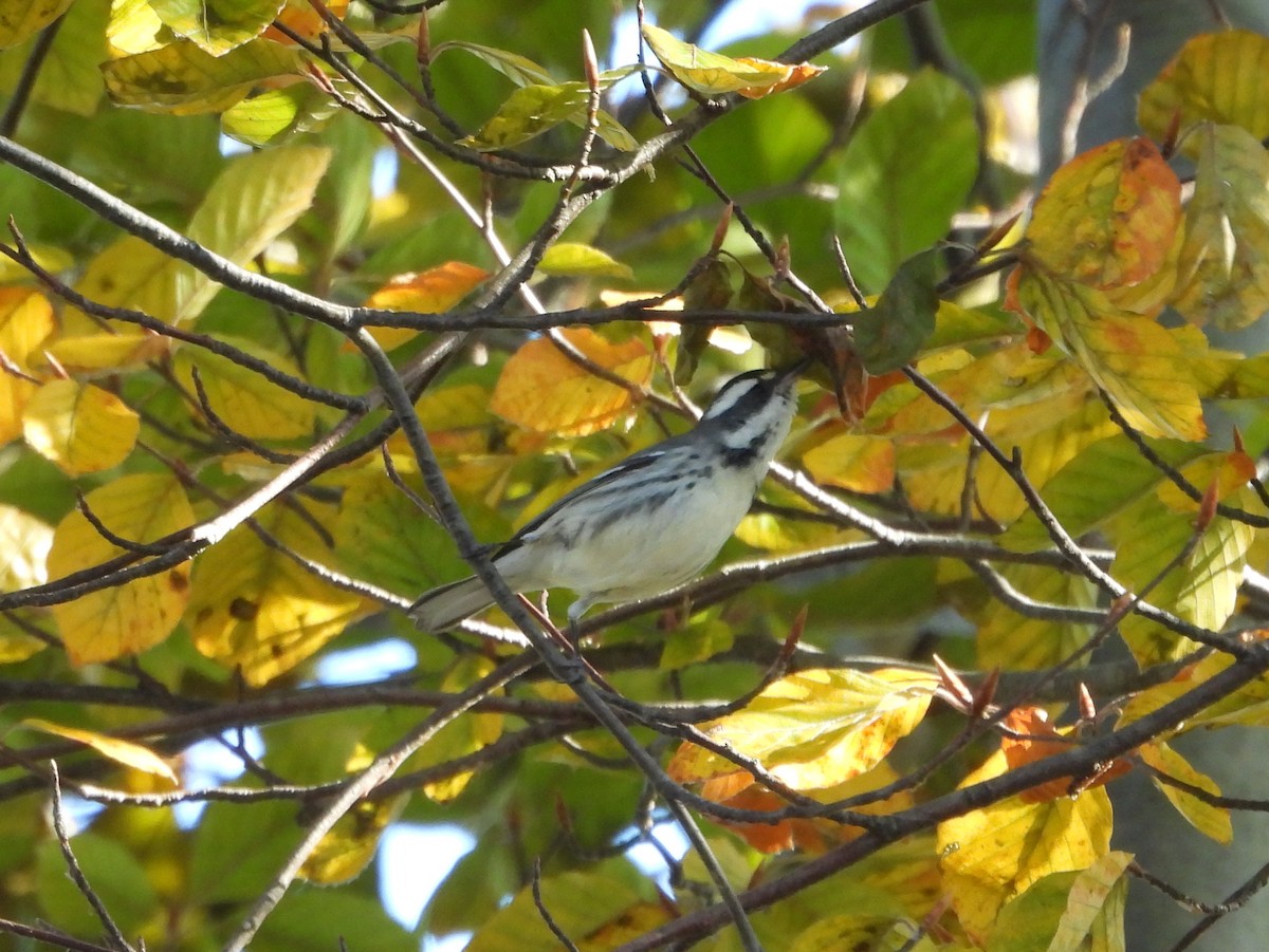 Black-throated Gray Warbler - ML645610257